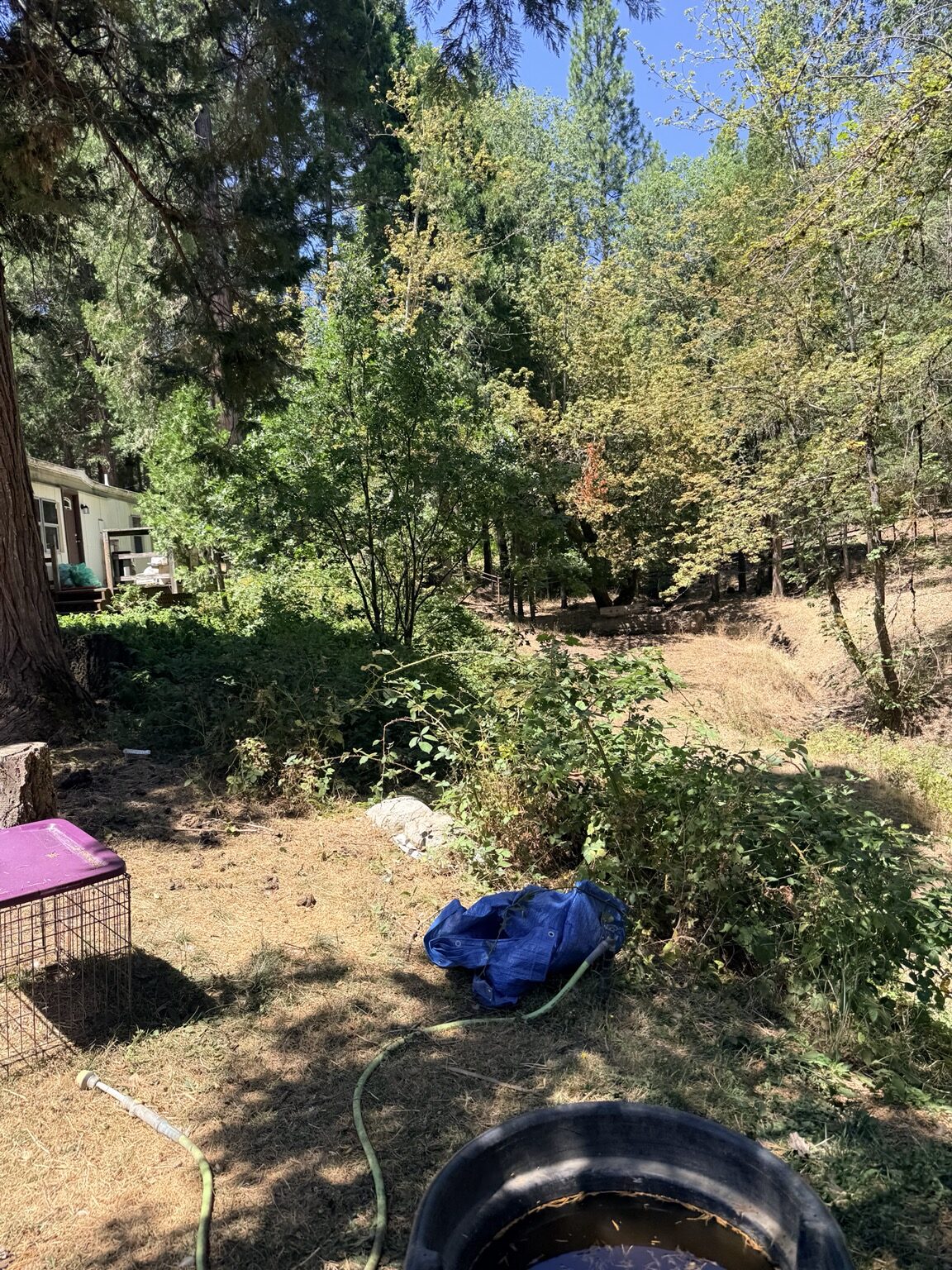 Blackberry and brush along the property edge before removal