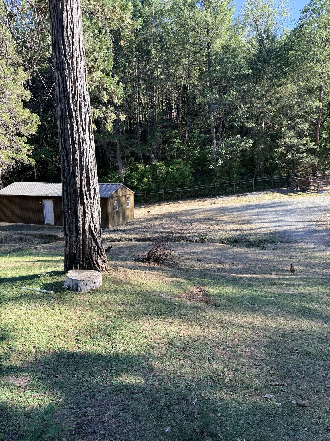 Cleaned yard, sheds and fence line after brush removal
