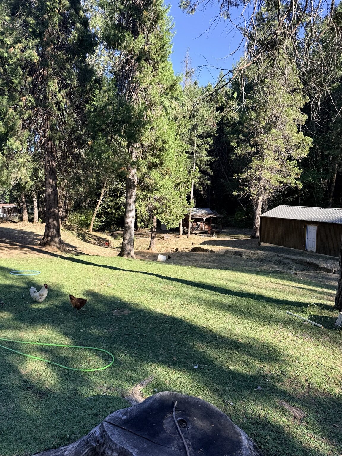 Cleared lawn and raked ground next to the outbuilding