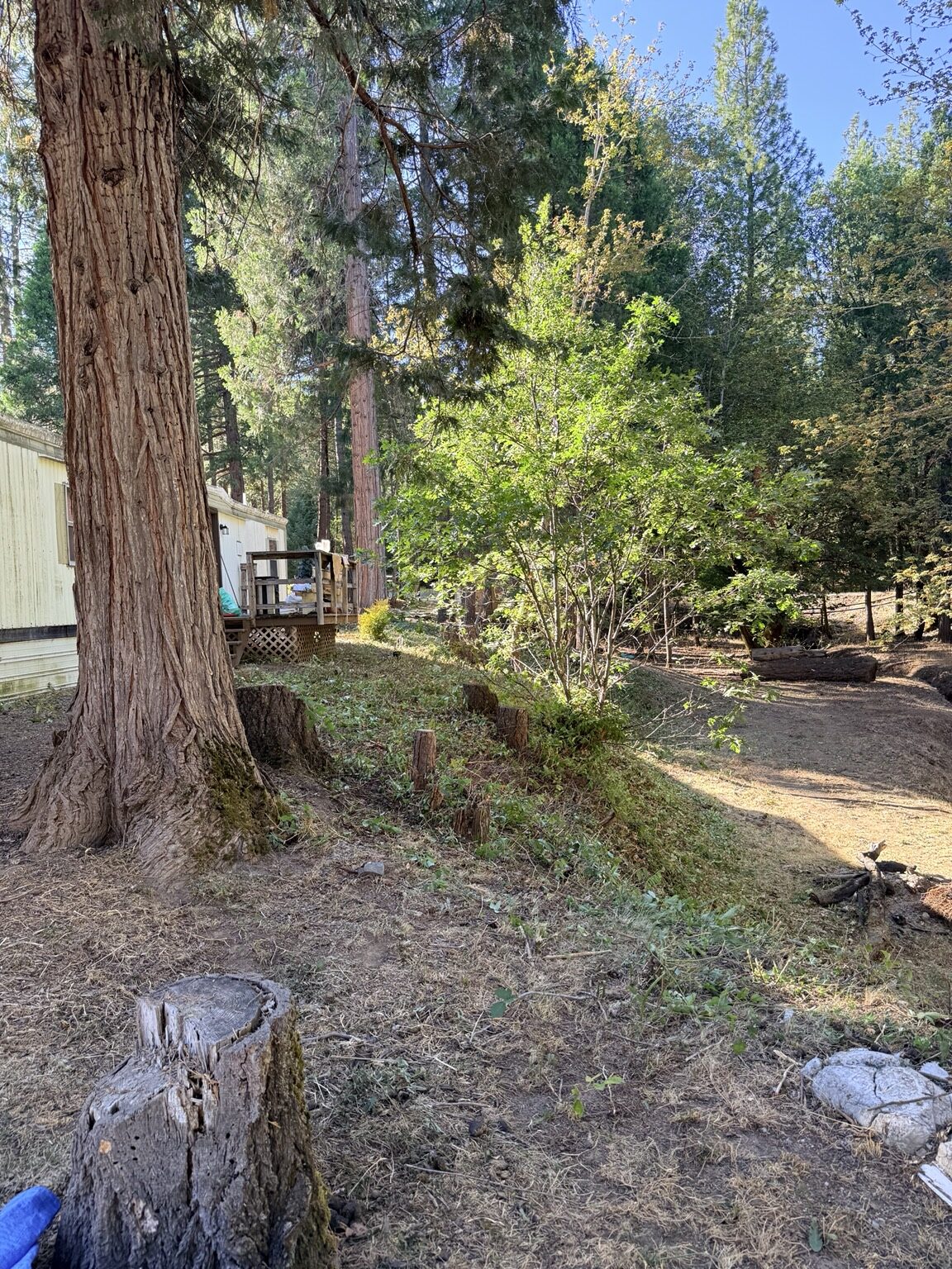 Brush cut back around the deck and redwood trees after clearing