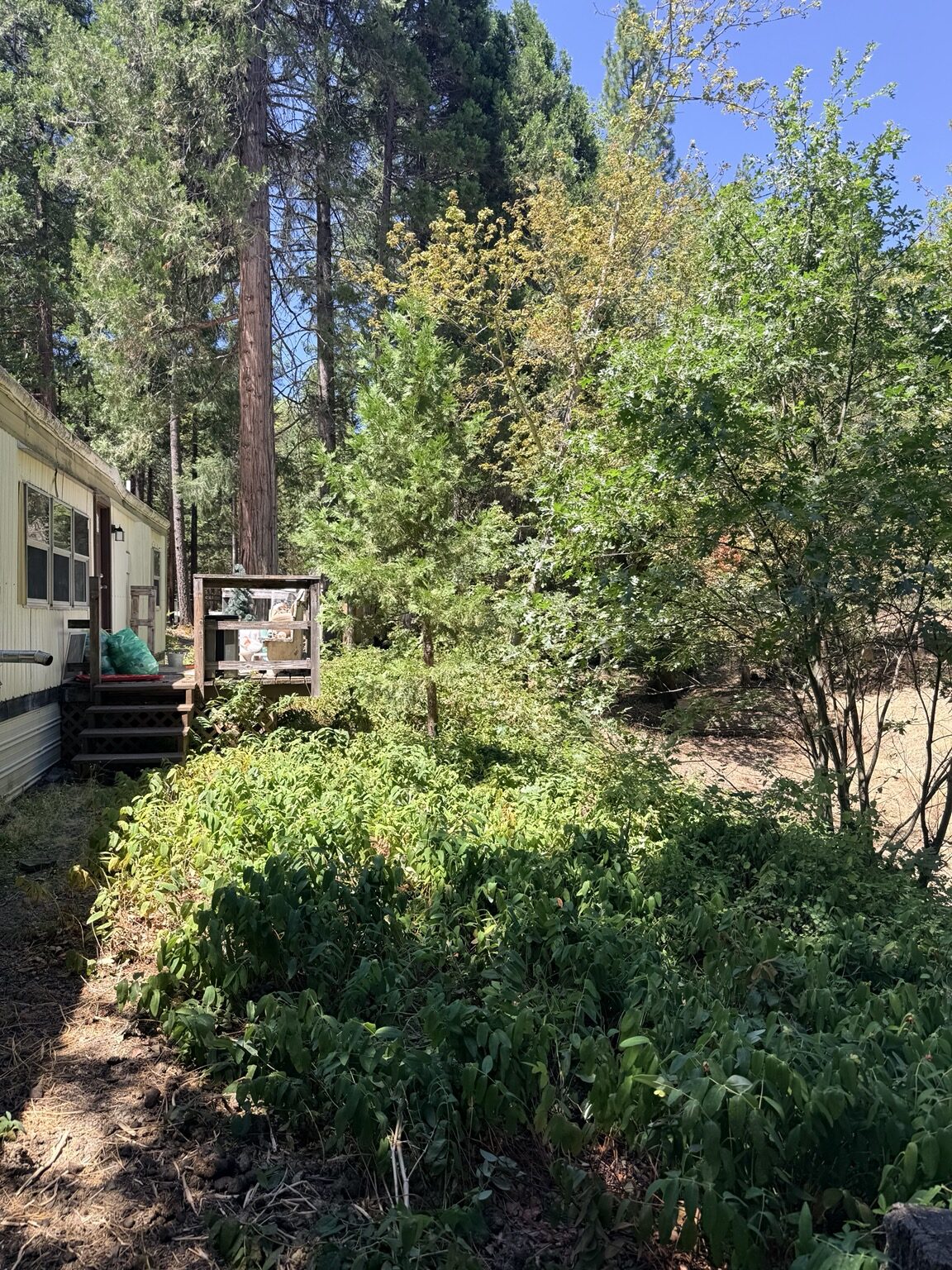 Brush & Overgrowth Removal
